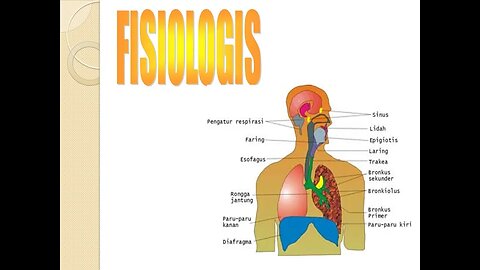 Anatomy and physiology of the respiratory system PART 2