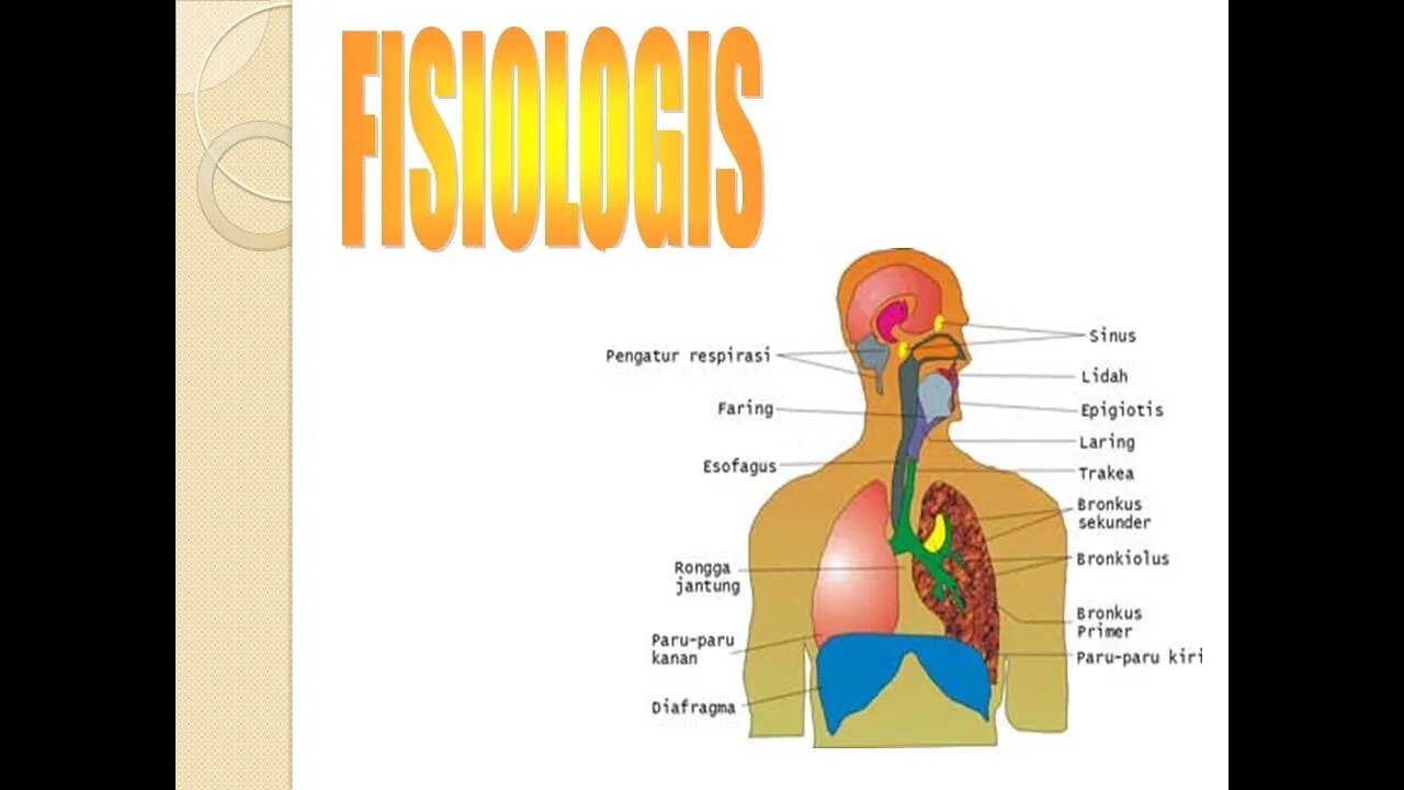 Anatomy and physiology of the respiratory system PART 2