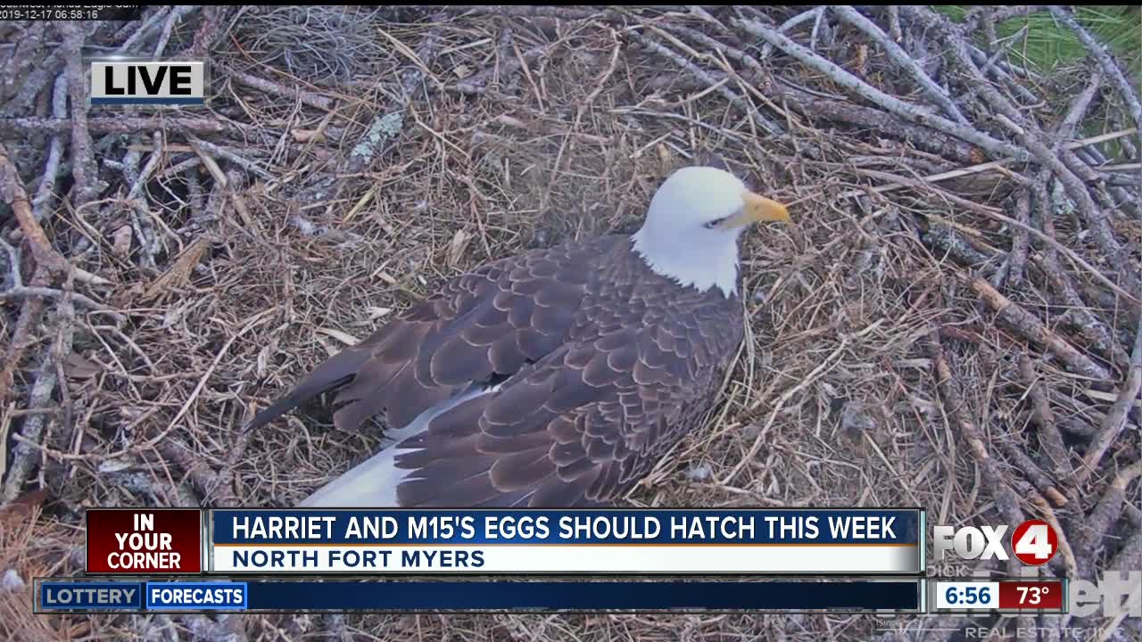 Hatch watch under way at eagle cam nest in North Fort Myers