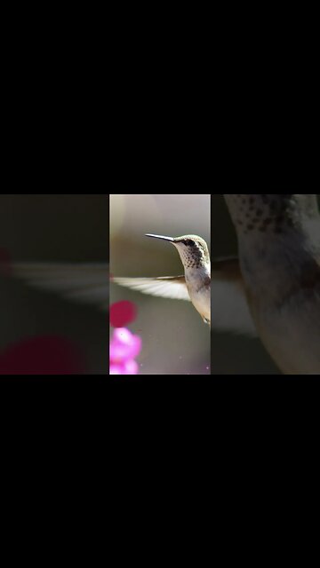 1 Minute Meditation I EMBRACE A JOYFUL LIFE #shorts #youtubeshorts #1minutemeditation #birdsounds