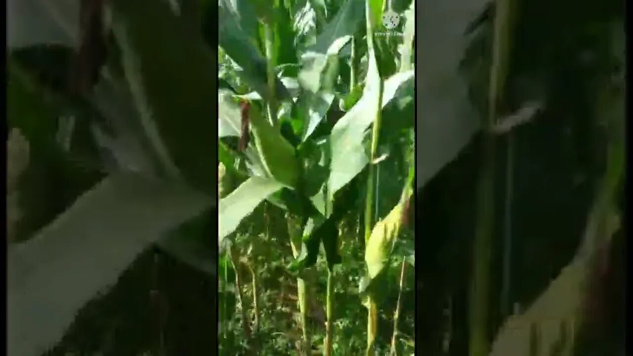 JAGUNG ORGANIK ~ KENAPA TIKUS GA MAU MAKAN YA🤔 #shorts