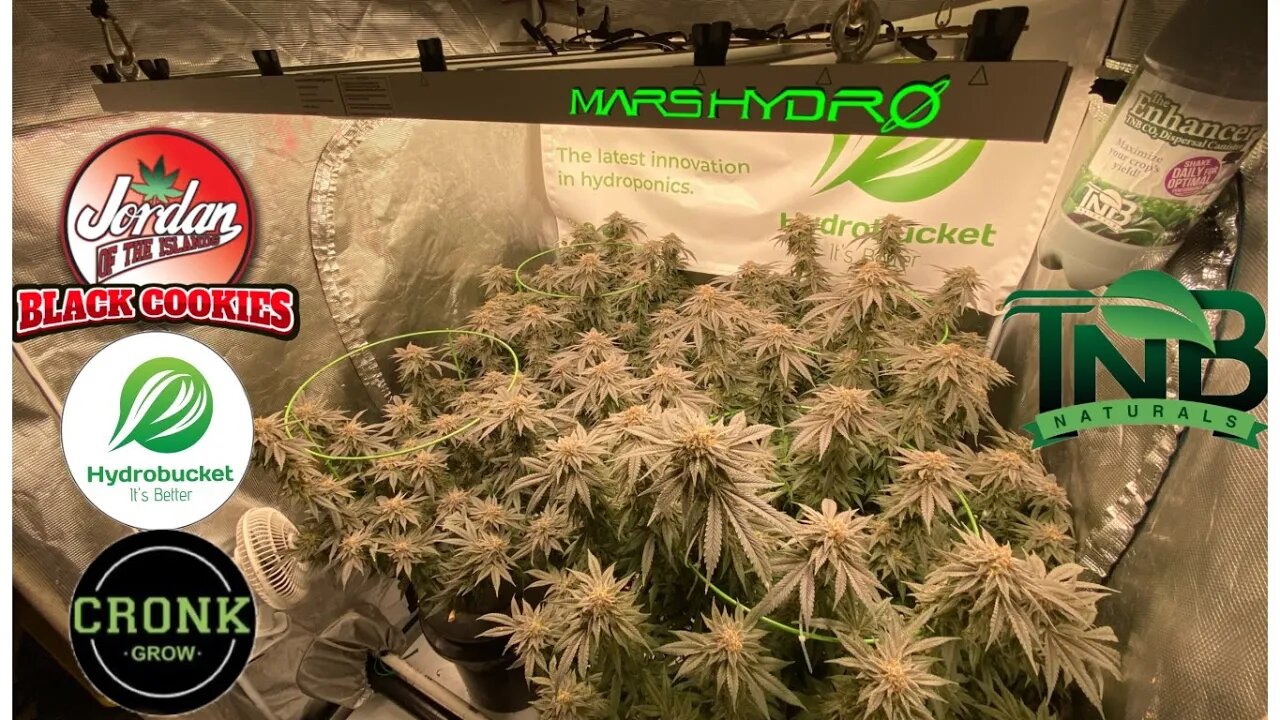 Harvest Day! JOTI Black Cookies,@Mars Hydro fce4800 Hydrobucket RDWC @TNB Naturals @TNB Naturals