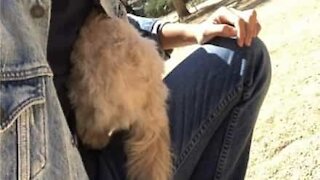 Ce chien aime se cacher dans la veste de son maître