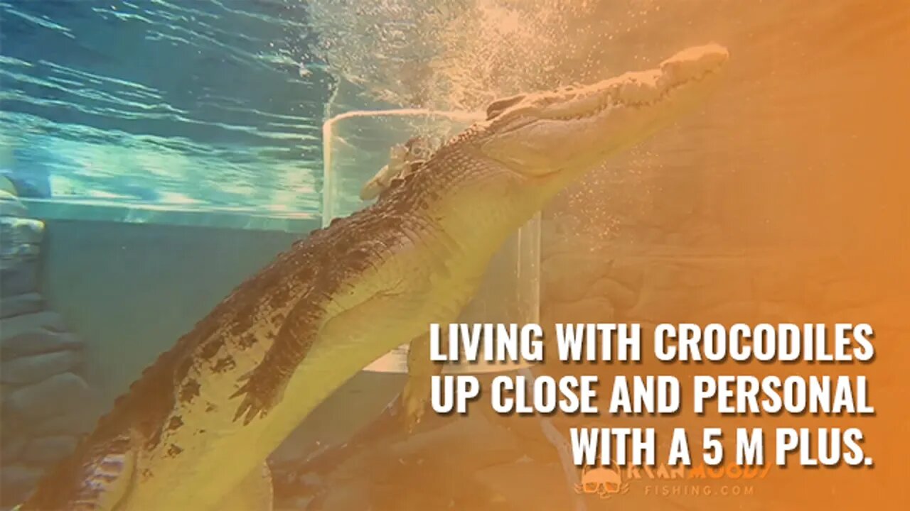 Living with Crocodiles: Up close and personal with a 5 m plus.