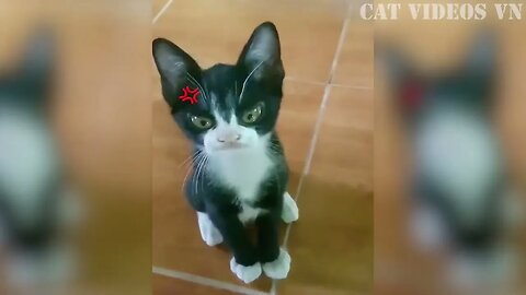 Funniest Cats and Dogs Compilation Best Funniest Video 2023 Funny Animal Videos