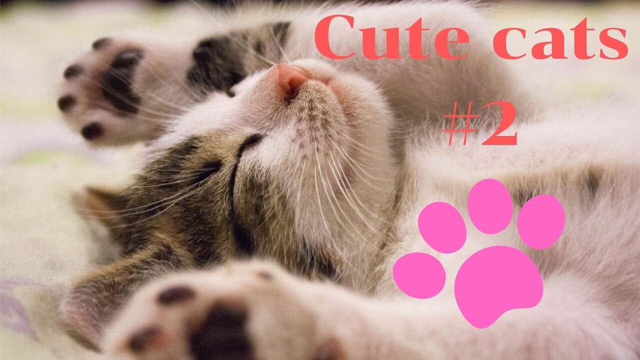 Cute kittens meowing cats