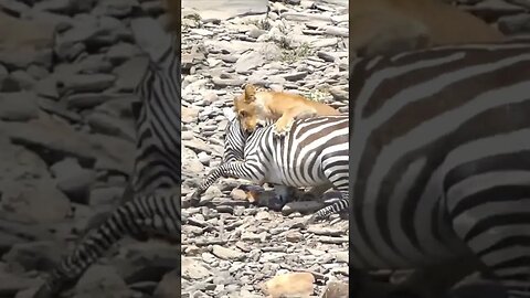 Untamed Wonders: A Look into the World of Wild Animals #shorts