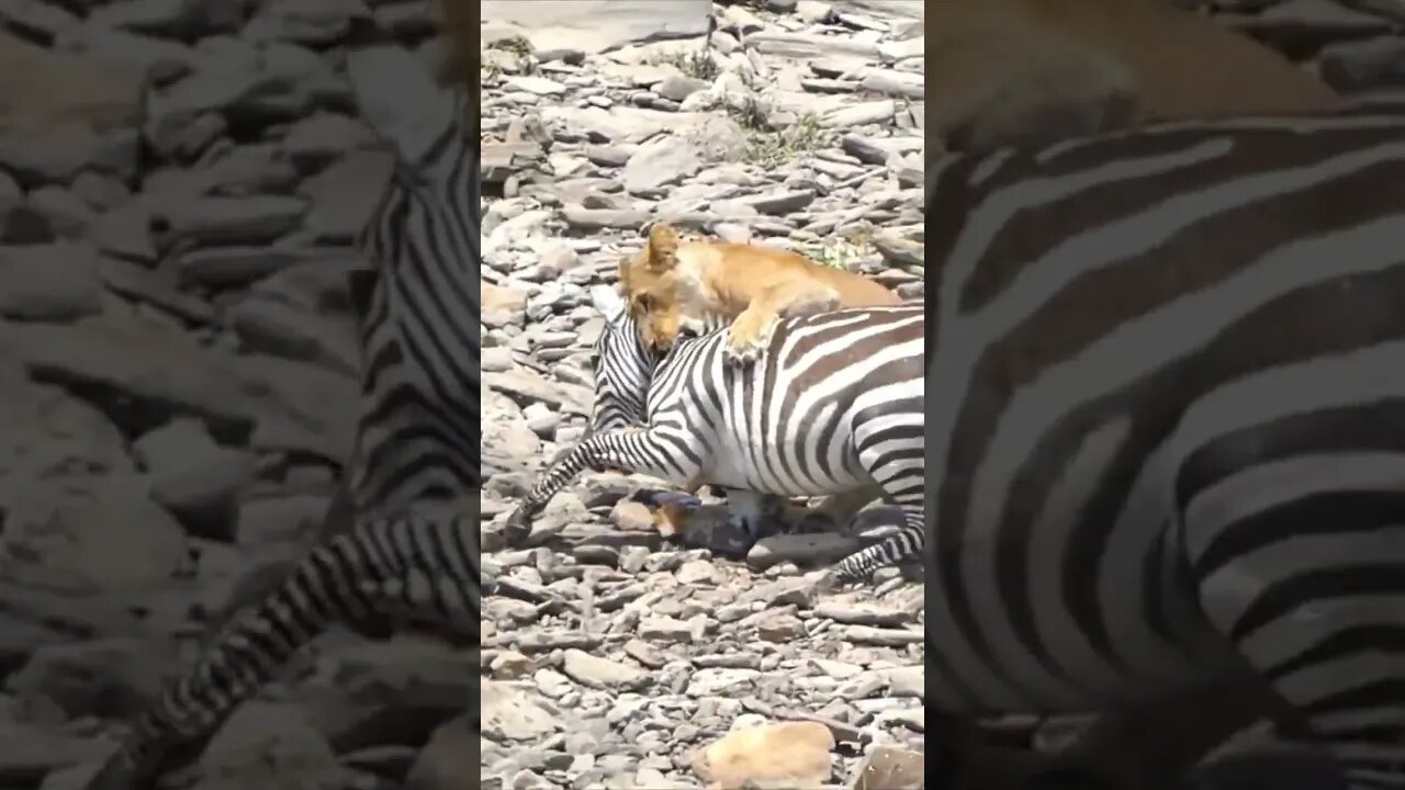 Untamed Wonders: A Look into the World of Wild Animals #shorts