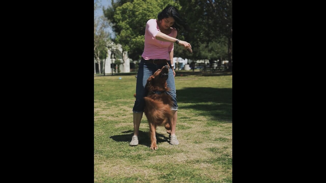 Train ANY Dog How To Play Fetch PERFECTLY