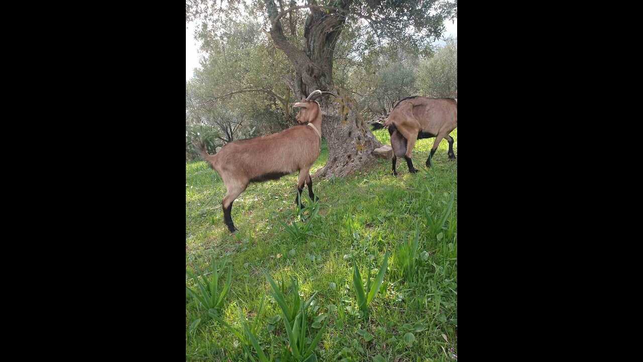 Goats on the farm while he is grazing