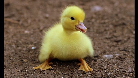 Funny and Cute Animals #1. The best videos