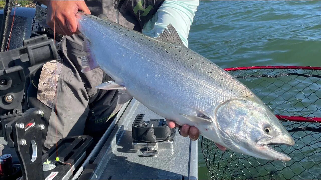 LIVE Buoy 10 Salmon Fishing!