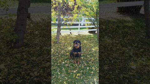Rottweiler In Autumn Leaves 💖💛 #rottweiler #shorts