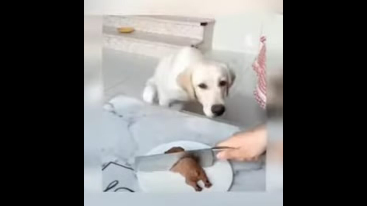 Funny animal reactions, funny dog's reaction, dog funny, dogs cake reaction