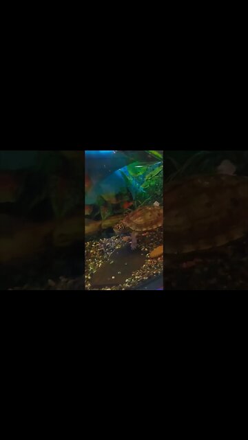 Do turtles 🐢 Burp? #cute #pets