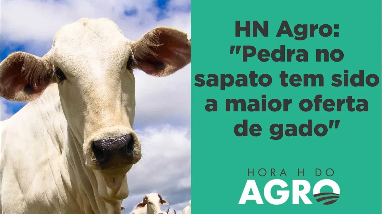 Pecuária tem pior ano da história, mas picanha só cai 5%; por quê? | HORA H DO AGRO