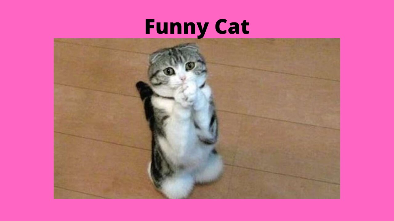 funny and playful cats