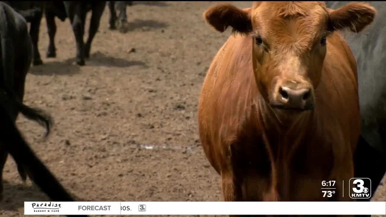 USDA: Nebraska livestock loss due to heat in the hundreds, but could climb