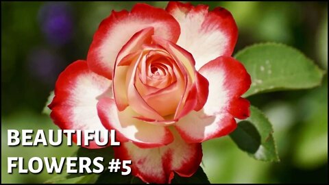 Beautiful flowers #5