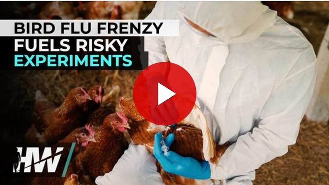 BIRD FLU FRENZY FUELS RISKY EXPERIMENTS - The Highwire