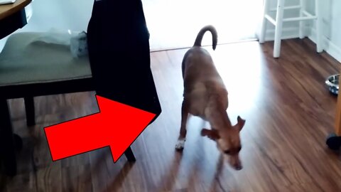 Cats and Dogs That Saw Something Their Owners Couldn't See : ESP and the Supernatural