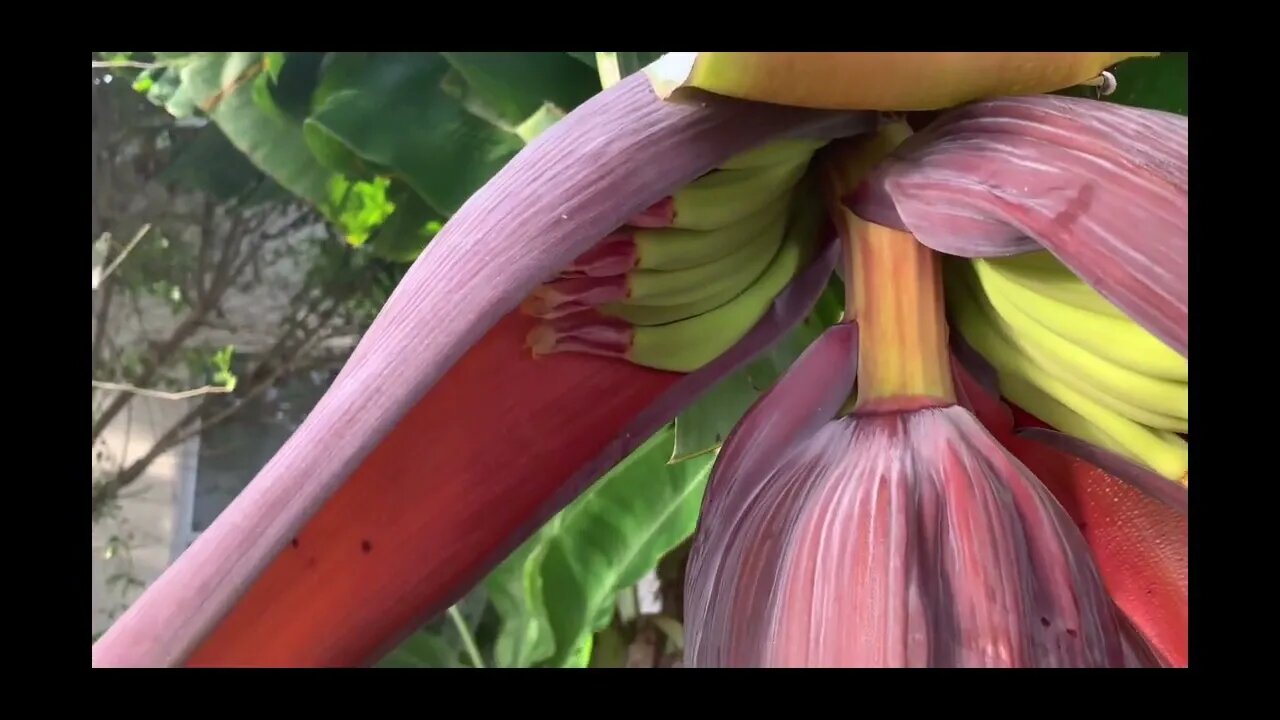 #shorts Dwarf Thai Bananas in South FL