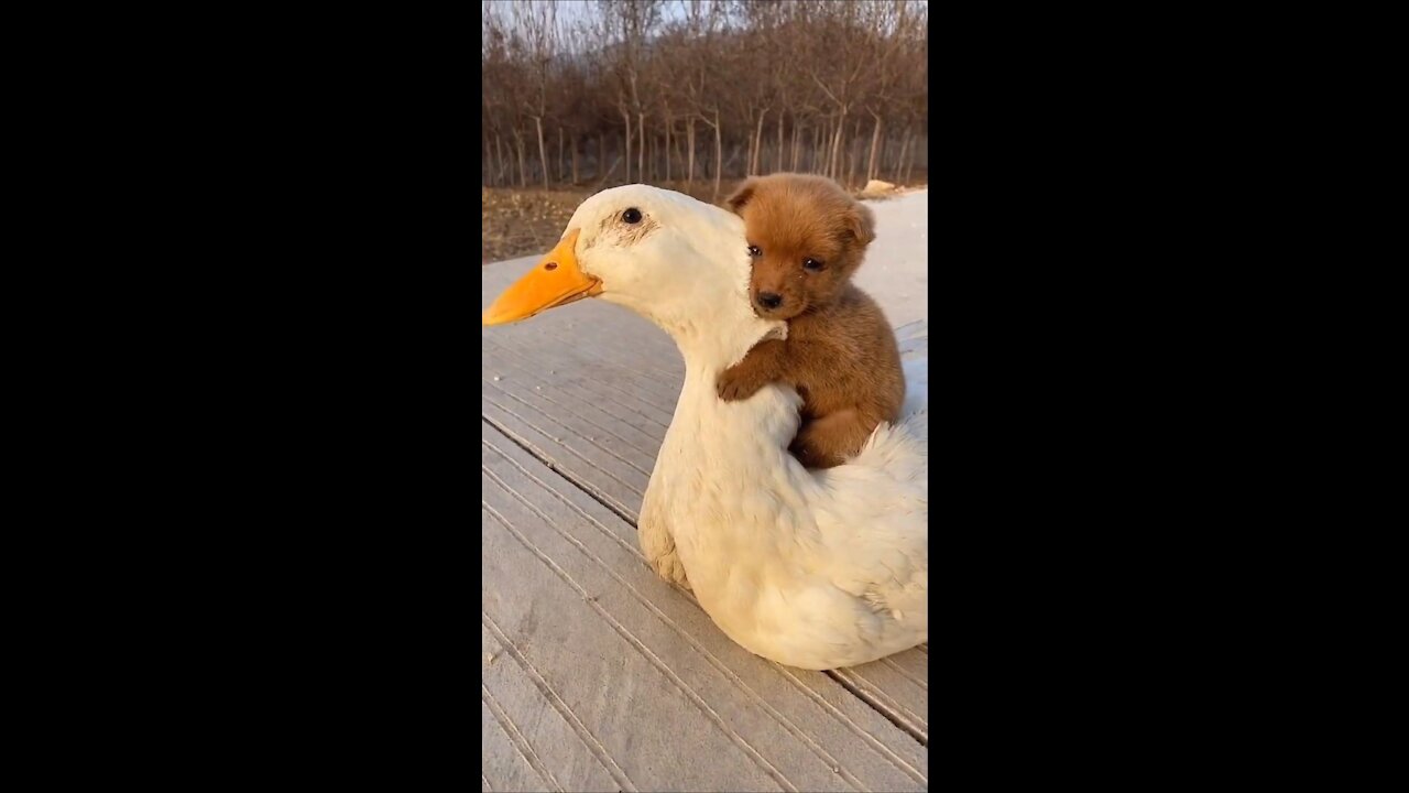 They are best friends! Goose & puppy