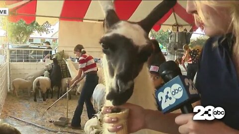 Llama drama at the 2022 Kern County Fair!