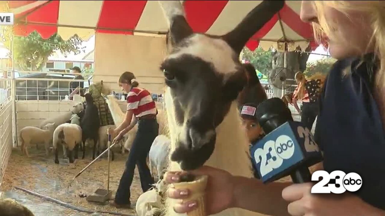 Llama drama at the 2022 Kern County Fair!