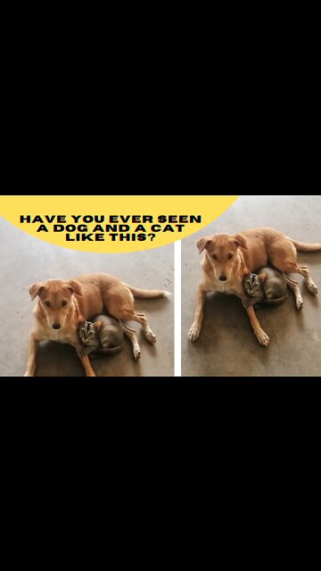 Have you ever seen a dog and a cat like this? funny dog and cat | #dog |#cat |#Shorts
