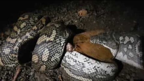 Un python dévore un opossum