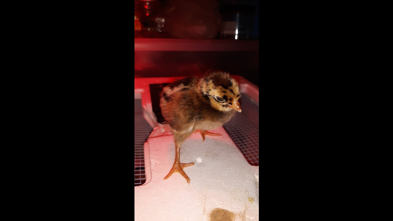 How to save a weak chick!