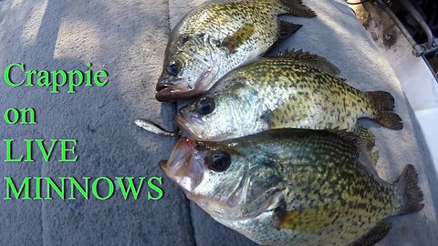 Catching Crappie on LIVE minnows | How to fish with LIVE minnows for Crappie