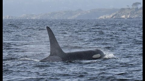 They went to bathe on the beach and ran to meet orcas