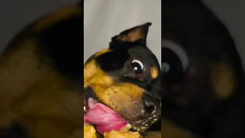 Rottweiler ASMR #shorts #short #viral #asmr #subscribe