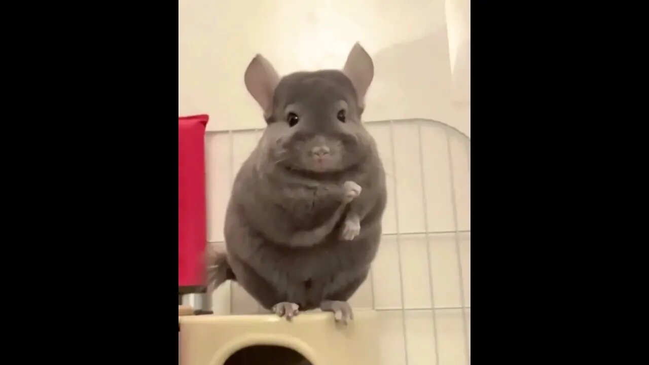 Funny animals compilation𤣠#shorts #funnyanimals @Funny_Animals @FunnyAnimalsShorts24