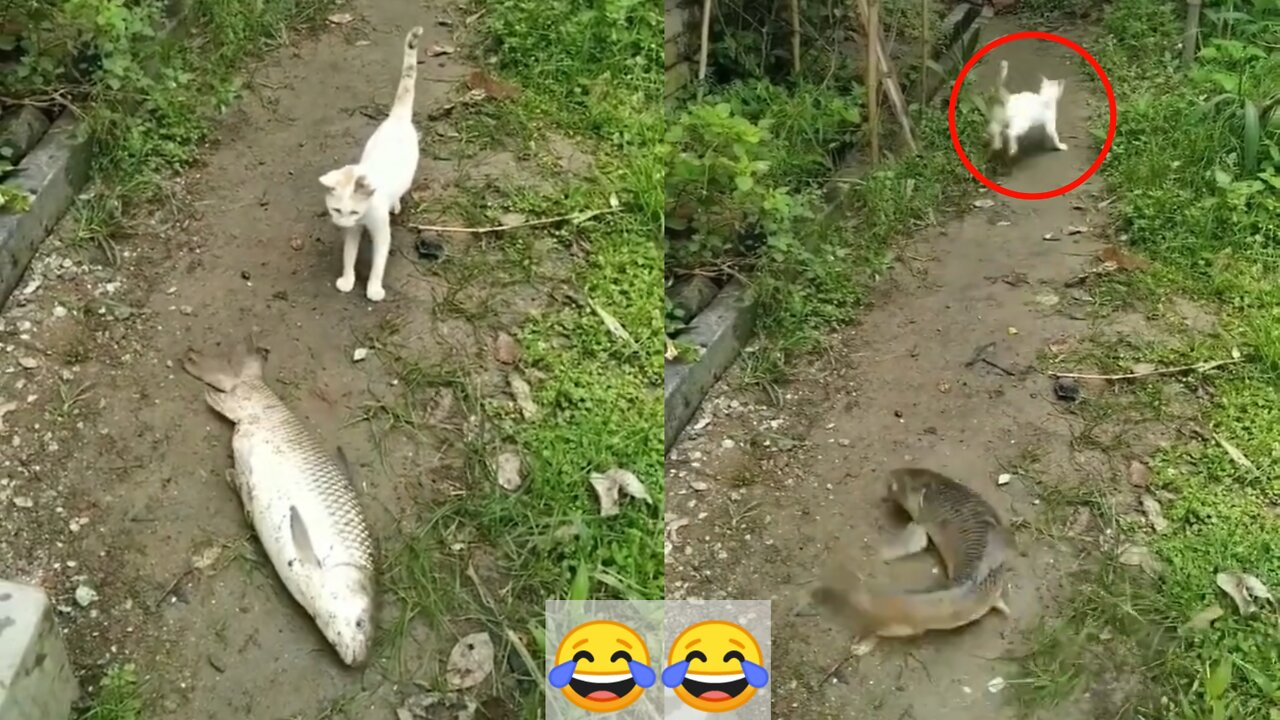 The cat saw the fish and ran away in fear