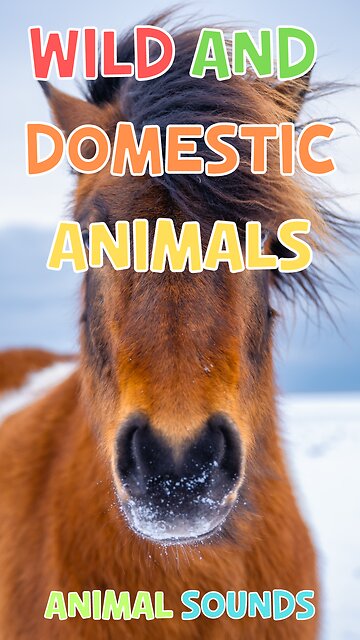 Discover the World of Animals: Talking Flashcards for Kids - Wild and Domestic