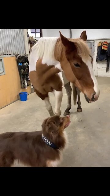 Australian Shepherd gives horse best friend the sweetest hug ever