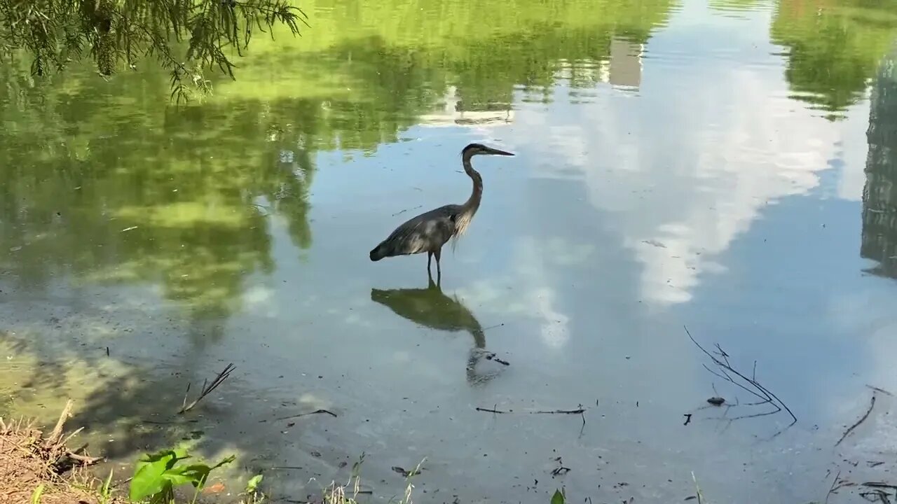 Great Blue Heron Up Close