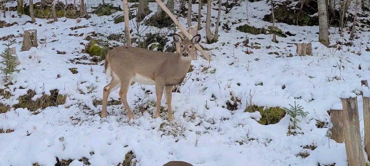 3 Deer On The Property