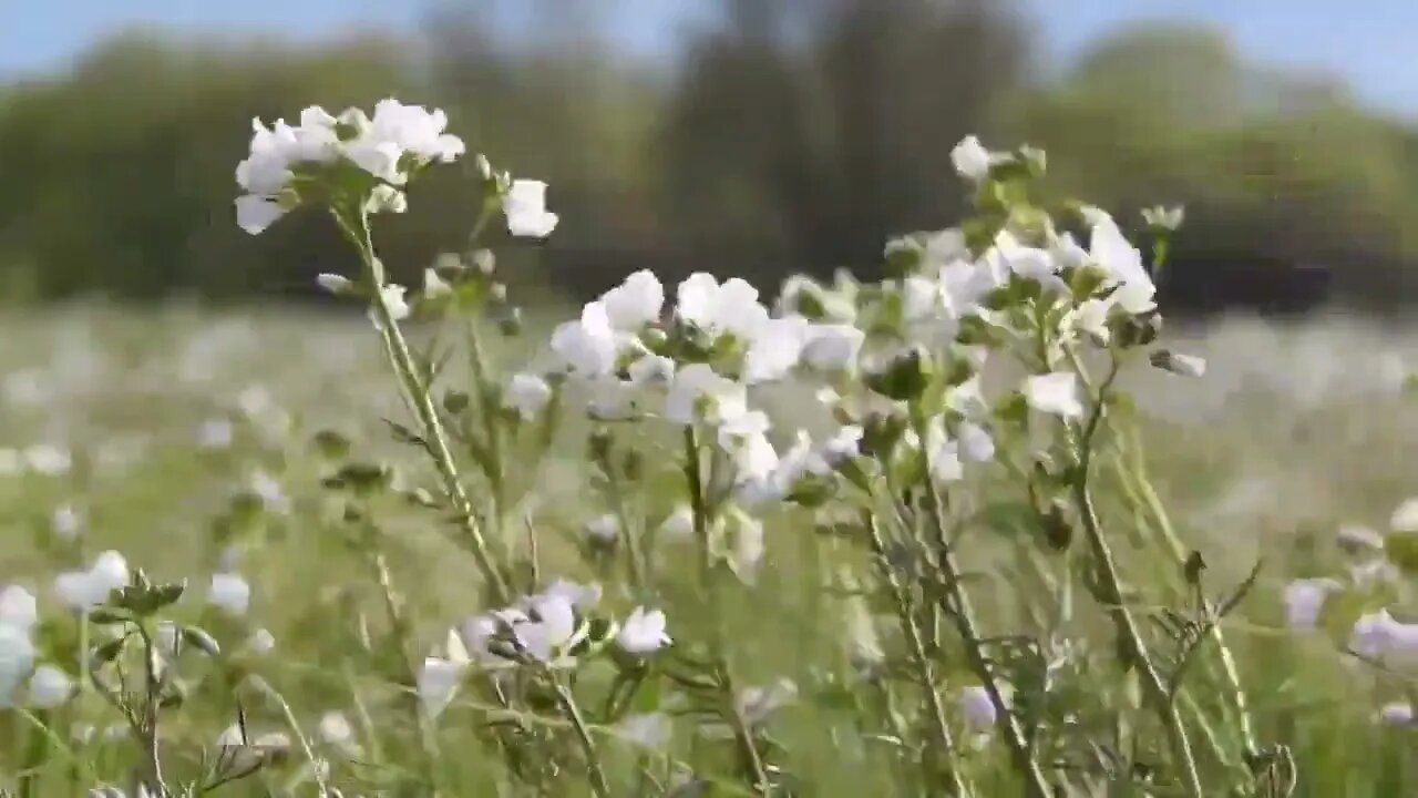 #whiterose