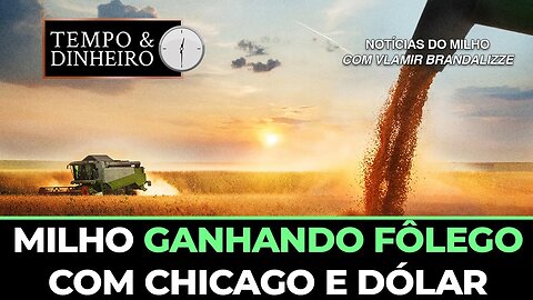 Milho ganhando fôlego com Chicago e dólar