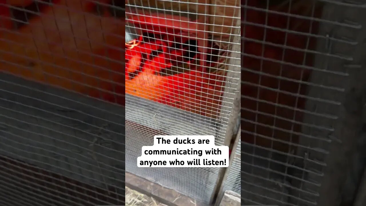 Listen to how LOUD the ducklings are squeaking for water! #shorts #animals