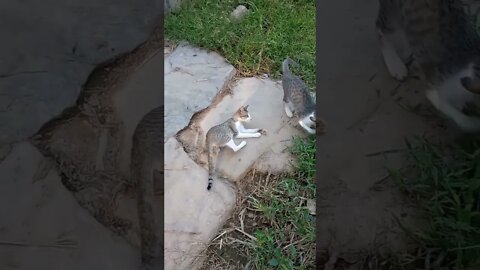Our cats play time 🐱😍 #shorts