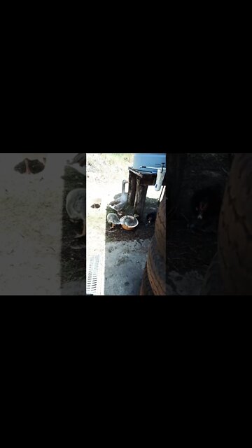 Baby Goose are having a swim in a little bowl