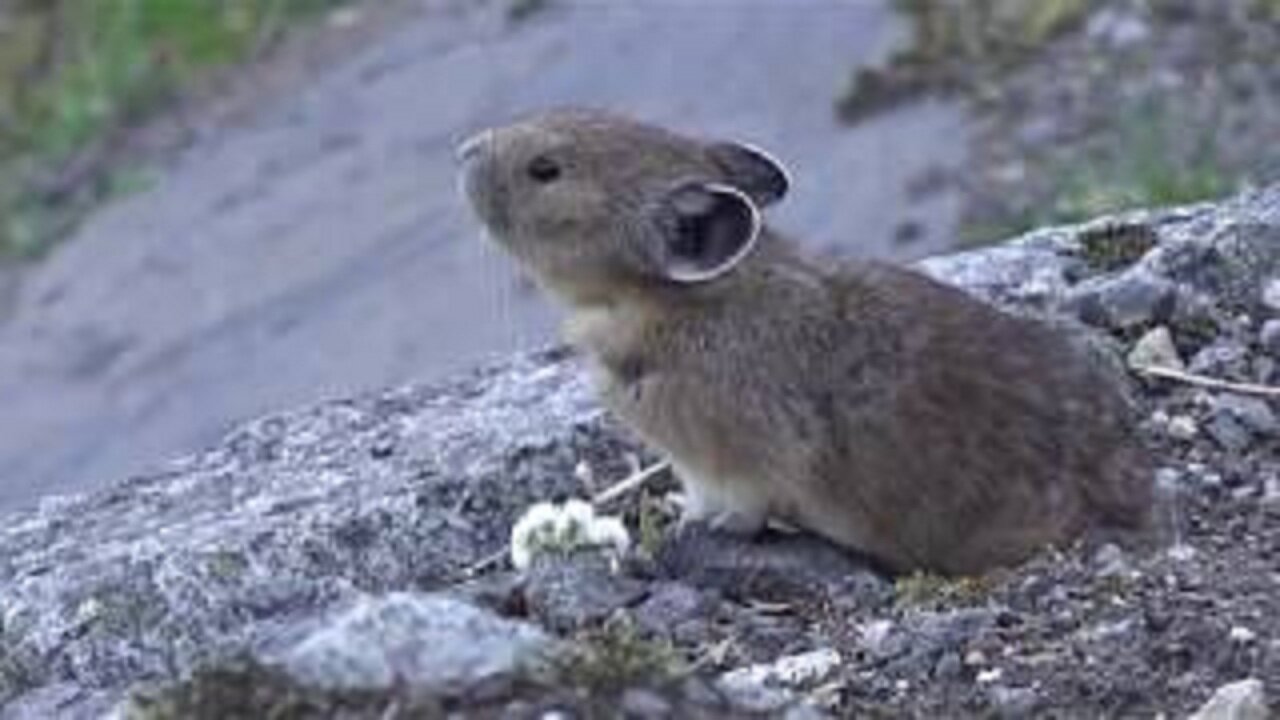 Mountain Moment: Call of the Pika