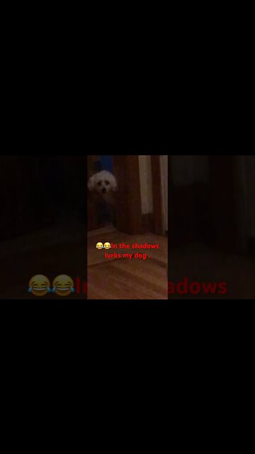 A stalker in my house: I should call the Paw-lice