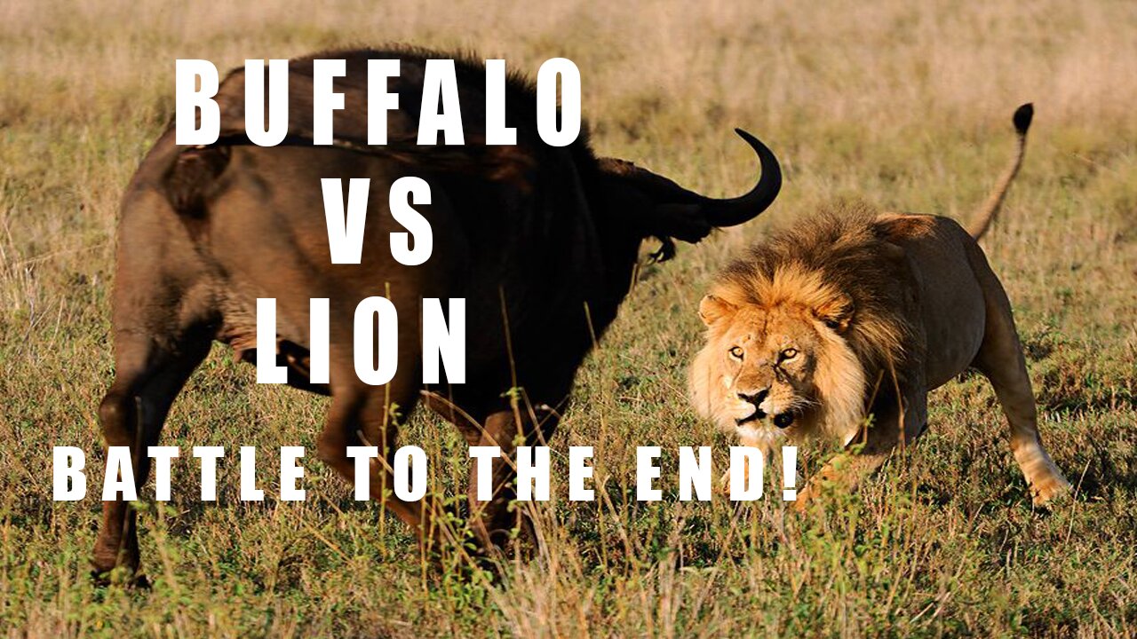 Lion and Buffalo Kill To the Fighting To The End