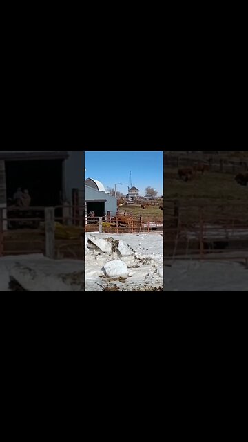 Calving time on the ranch of G&T701 team member Clay. #shorts